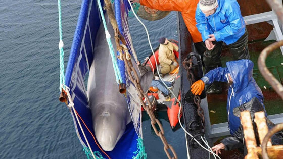 Final beluga release Russia 560x315 3