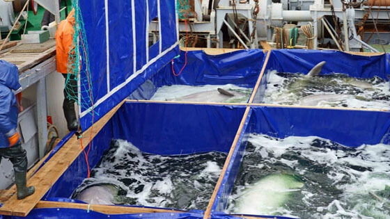 Final beluga release Russia 560x315 5
