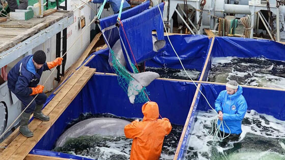 Final beluga release Russia 560x315 7