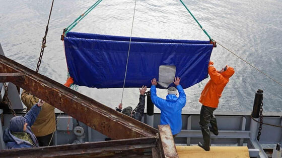 Final beluga release Russia 560x315 9