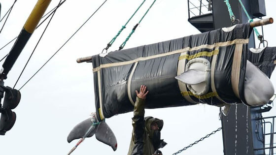 Final beluga release Russia VNIRO 560x315 2