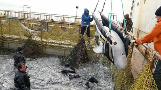 Final beluga release Russia VNIRO 560x315 3