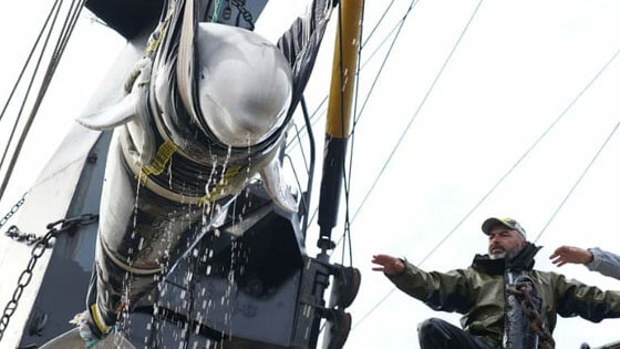Final beluga release Russia VNIRO 560x315 5