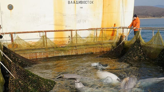 Final beluga release Russia VNIRO 560x315 7