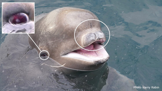 HR beluga split lip cataract 560x315