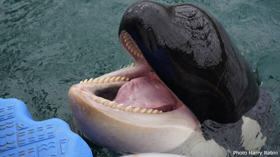 RABIN©2019_00448 Orca Mouth Open 560x315