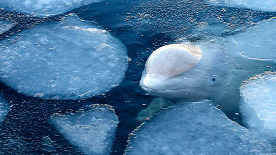 Russia-1-beluga whale jail ice by activist 560x315