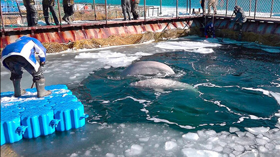 Russia-1-breaking ice whale jail siberian times 560x315