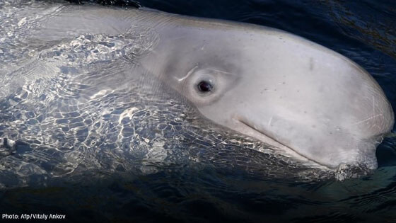 Russia-1-whale-jail-beluga-AFP-VitalyAnkov 560x315