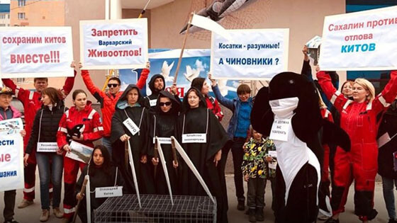 Russia-1-whale-jail-demonstration-sakhalindotinfo 560x315 nocredit
