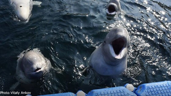 whale-jail-belugas-AFP-VitalyAnkov-560x315